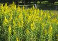 「セイタカアワダチソウ」の群生で秋の景色が華やかに