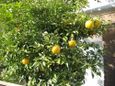 鍋料理には欠かせないユズ、これからが本番
