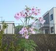 見たこともない見事な花　「皇帝ダリア」