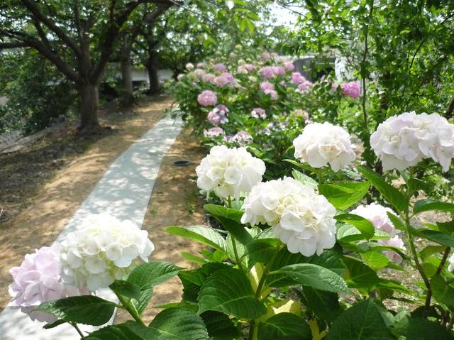 あじさいが咲き始めると、もう梅雨