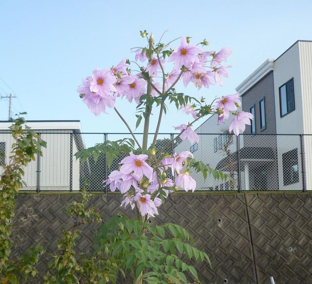 見たこともない見事な花　「皇帝ダリア」