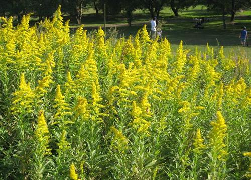 「セイタカアワダチソウ」の群生で秋の景色が華やかに