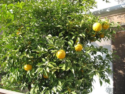 鍋料理には欠かせないユズ、これからが本番