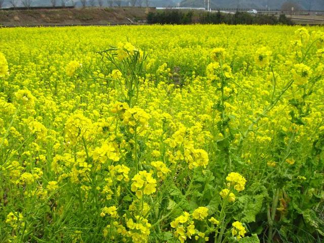 「菜の花」が今、満開か　松山市郊外では菜の花畑が広がっている