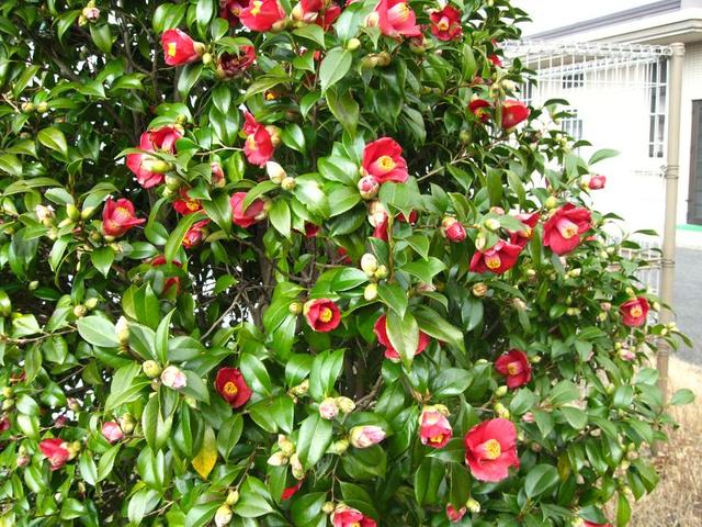 松山市の市の花・ヤマツバキ　寒さが厳しくなるこれからが見ごろです