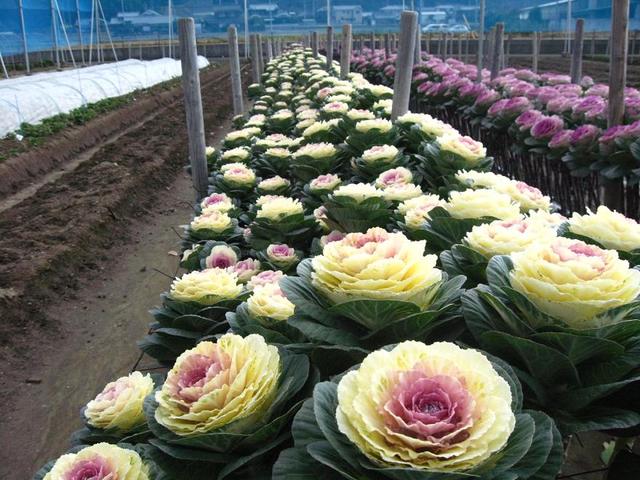 「葉牡丹」は冬の花壇を飾る花のひとつ