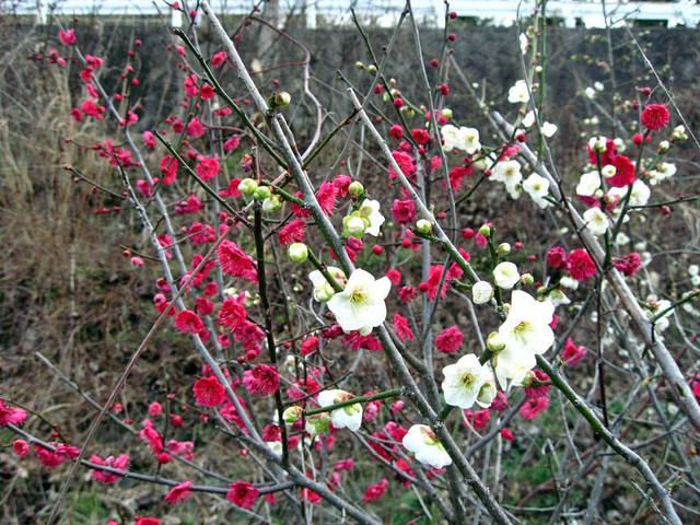 一本のウメの木が赤と白の花をつけていました　誰かが挿し木でもしたのでしょう