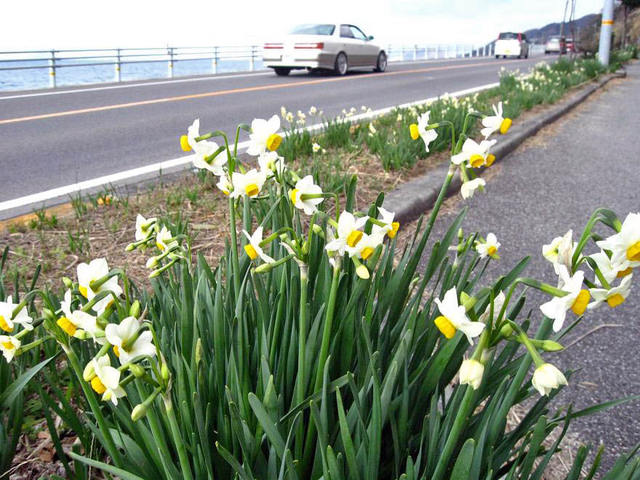 スイセンの花が咲き誇り、ドライバーの目を楽しませています