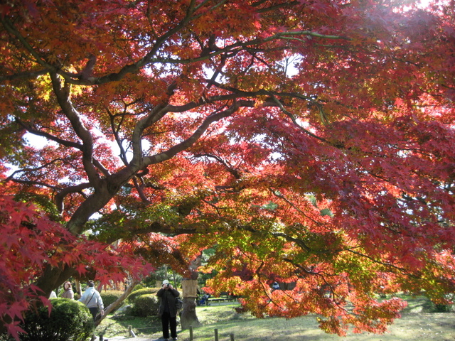 浜離宮恩賜庭園(中央区)の見事な紅葉